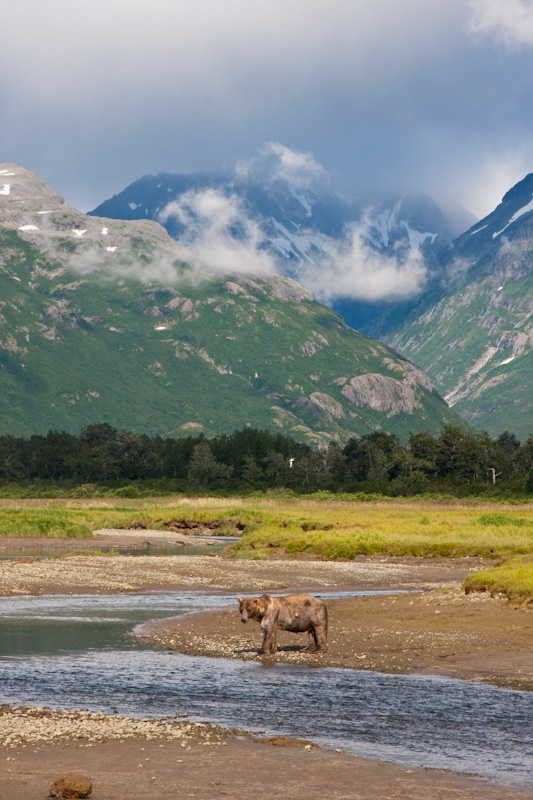 Grizzly Bear And Kejuik Mountains